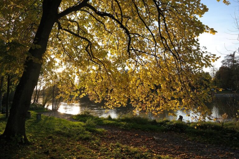 linden tree, tree, fall