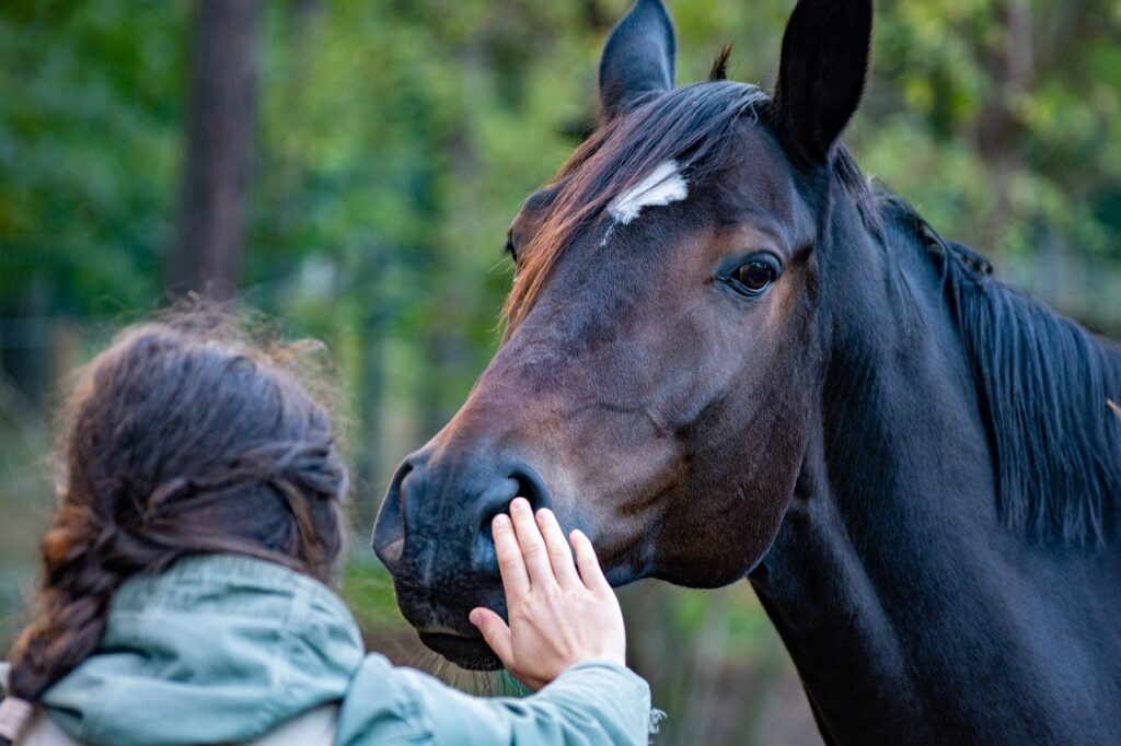 horse, hand, friendship