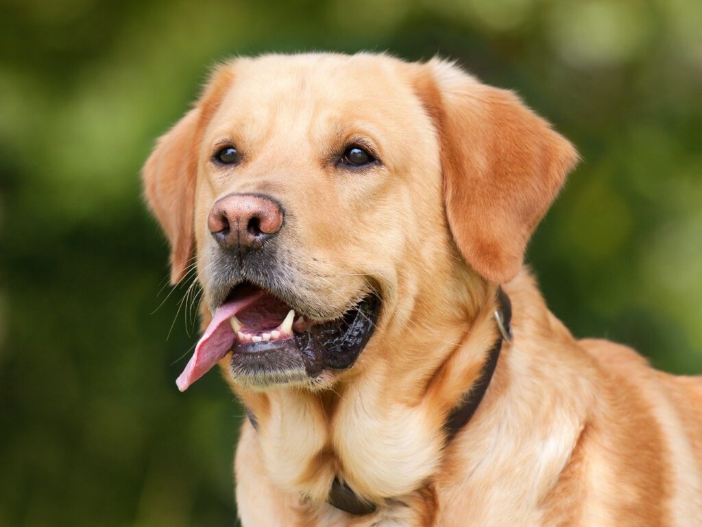 labrador retriever, dog, pet