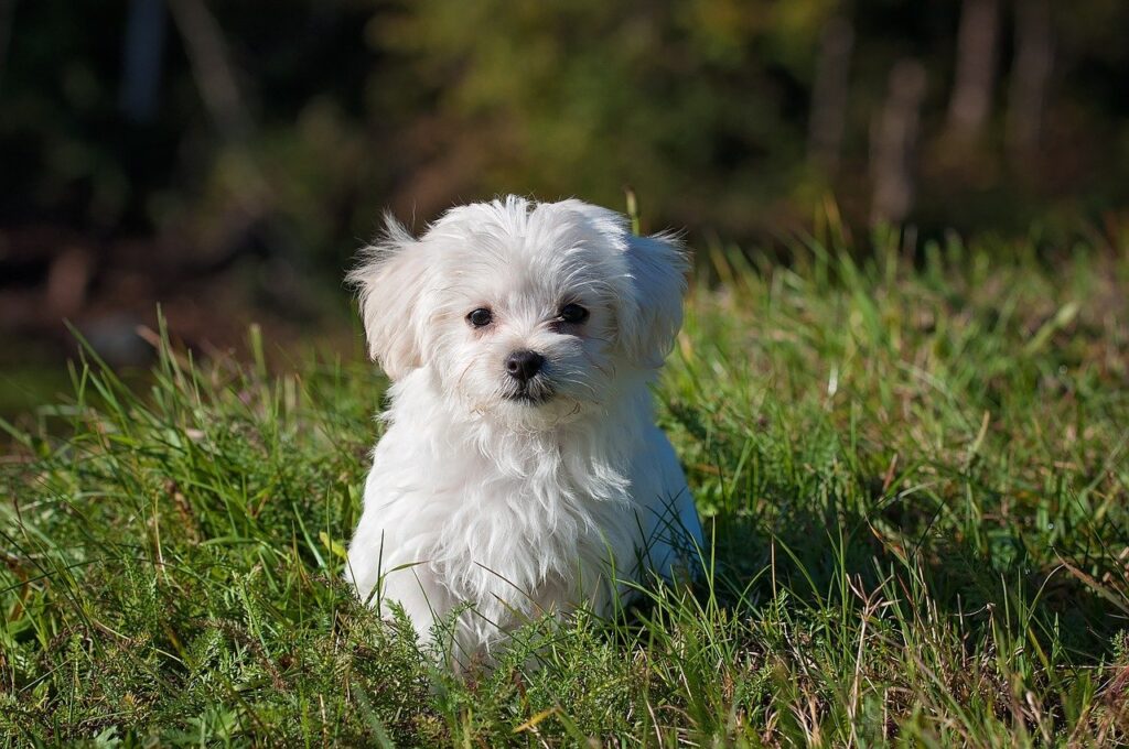 maltese, dog, puppy