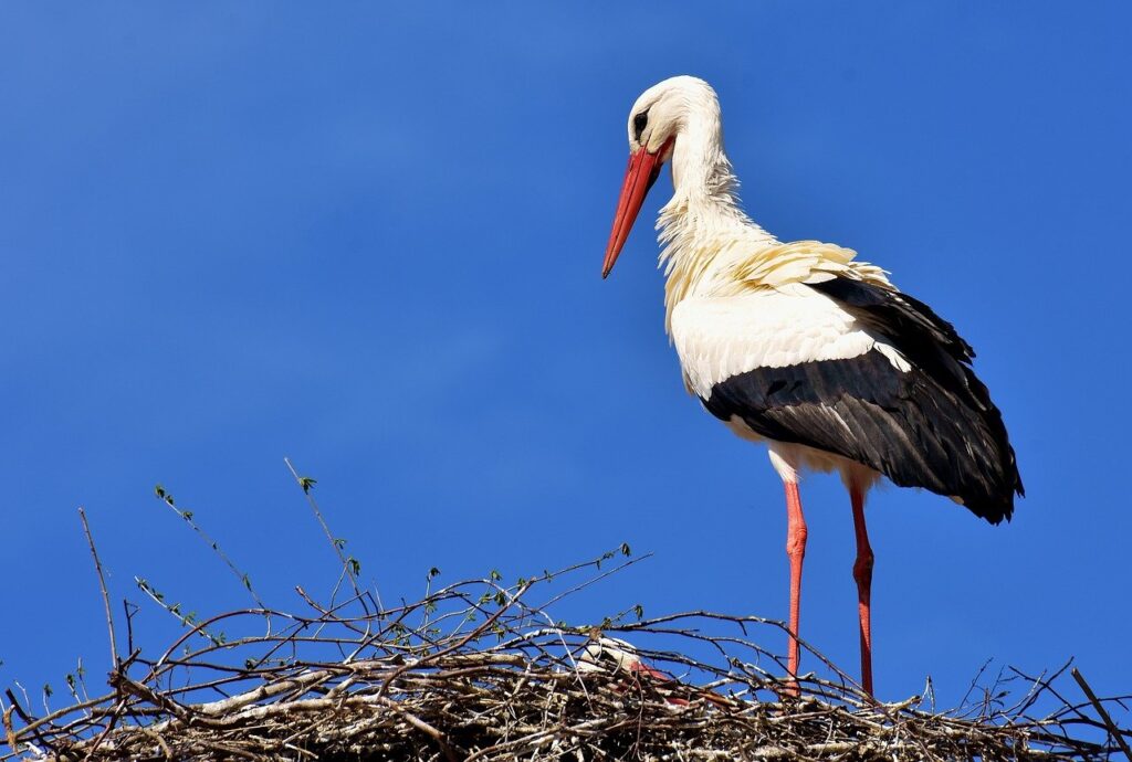 stork, bird, nest