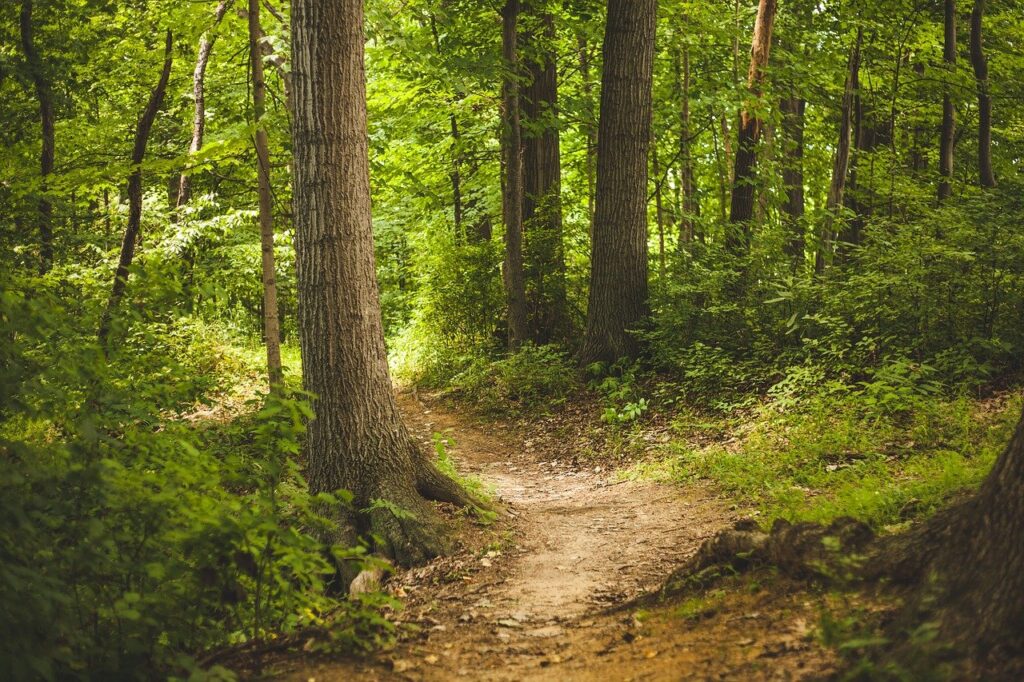 forest, trees, woods