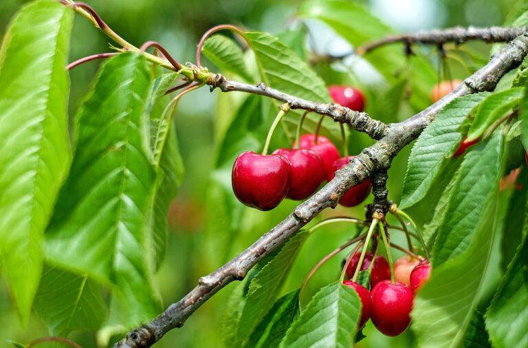 cherry, fruits, food