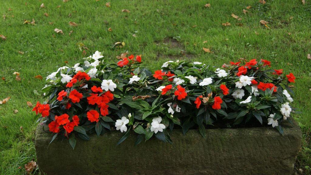 flower box, flower bed, bloom