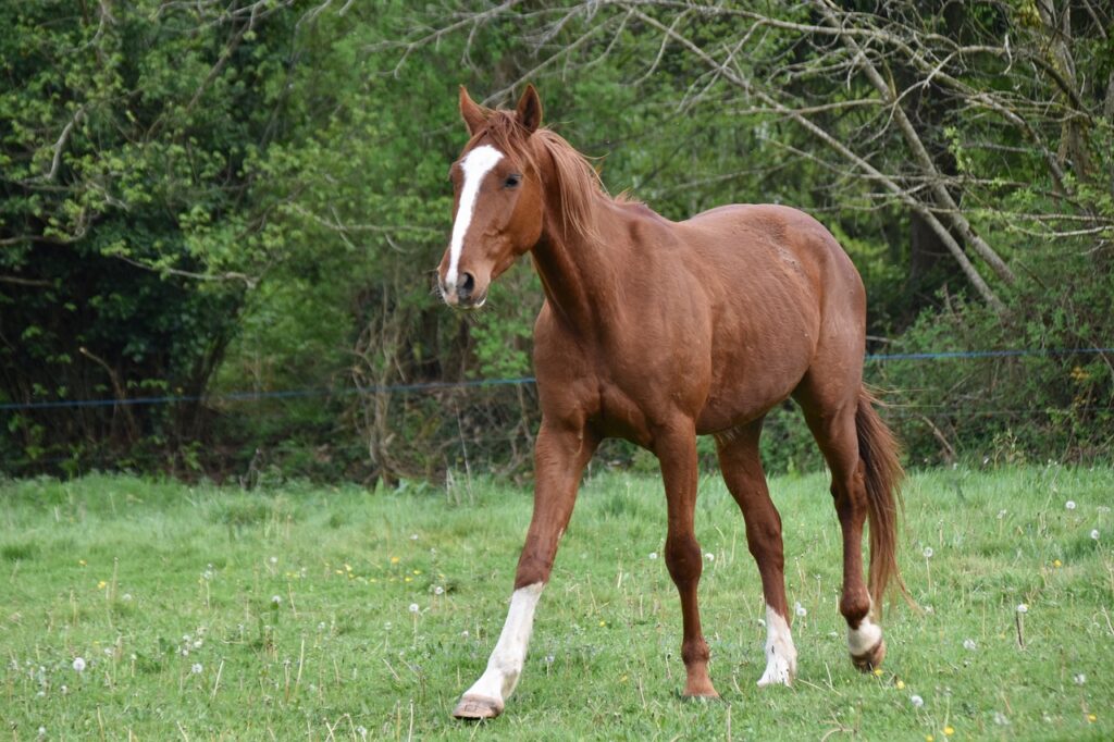 horse, young horse, horse kid