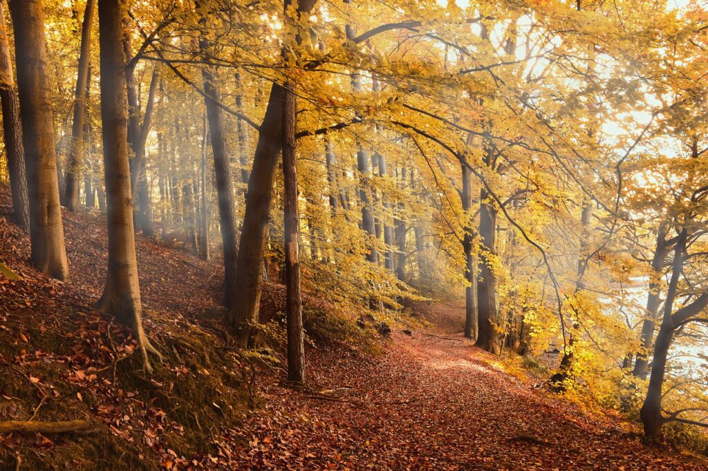 forest, nature, autumn