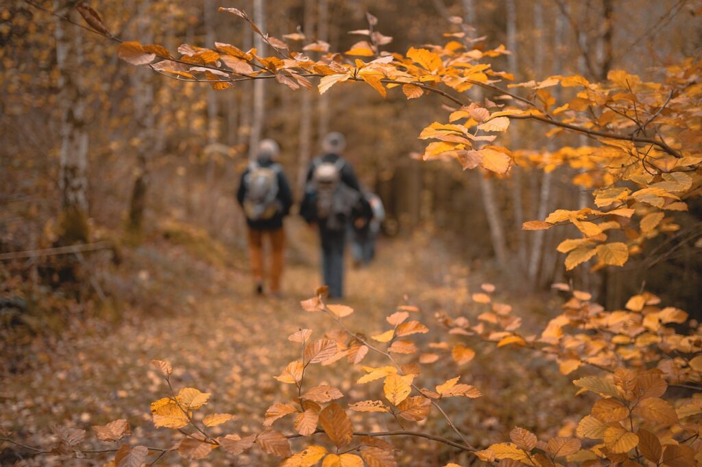 orange, leaf, sheets