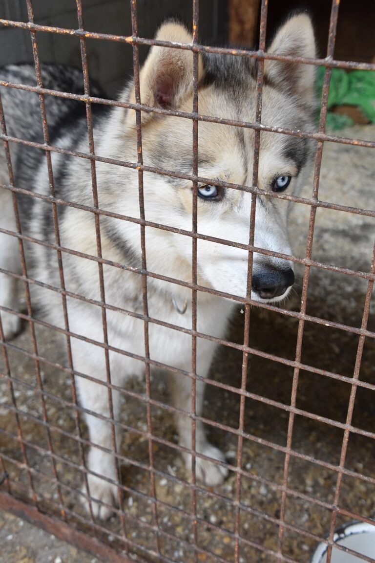 shelter, husky, dog