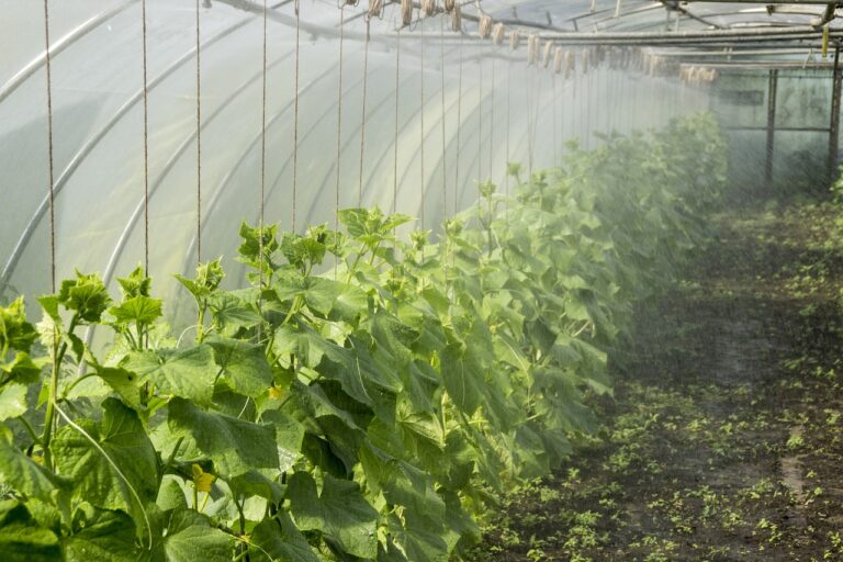 flora, agriculture, greenhouse