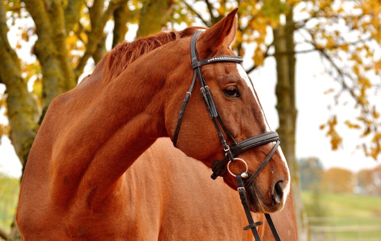 horse, brown, animal